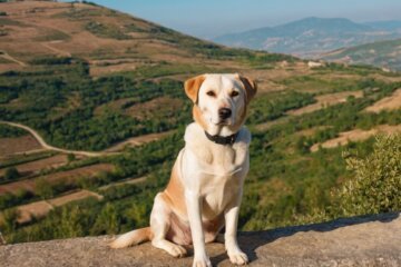 Der Akbaş: Ein treuer Begleiter und Hütehund aus der Türkei
