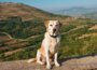 Der Akbaş: Ein treuer Begleiter und Hütehund aus der Türkei