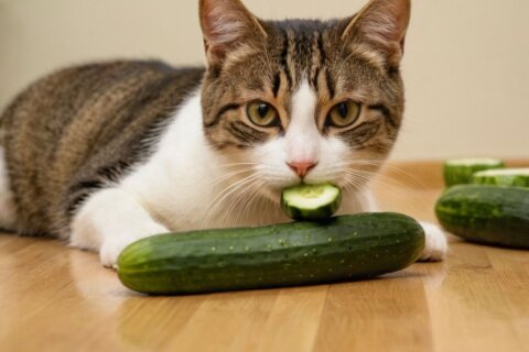 Dürfen Katzen Gurken essen? Die Risiken und Vorteile im Überblick